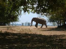 The World Heritage Site Mana Pools Safe And Sound World Heritage Sites Africa Travel World