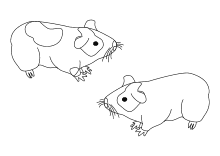 Baby meerschweinchen meerschweinchen, männlich & weiblich. Malvorlagen Verschiedene Kleine Tiere Kroten Frosche Reptilien Ausmalbilder