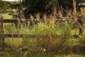 Image result for Capillipedium