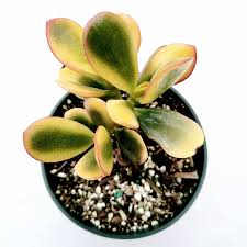 Image result for Crassula granvikii
