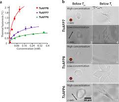 Characterization of microbial antifreeze protein with intermediate activity  suggests that a bound-water network is essential for hyperactivity |  Scientific Reports