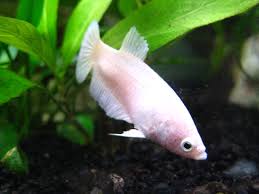 Colours available to the aquarist include red, orange, yellow, blue, steel blue, turquoise/green, black, pastel, white (opaque white. Siamese Fighting Fish Betta Splendens Inaturalist