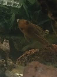 Fish fungus this is a snack wt: Albino Chocolate Pleco Troubles Freshwater Fish Disease And Fish Health Forum 332310