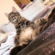 Cat Cats Gato Gatto Gatti Chat Neko Katze Katzen Kedi Meow Miyav Catsofinstagram Instacat Baby Cats Cute Cat Drawing Scared Cat