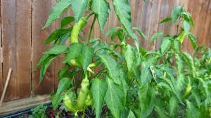 Planting banana peppers dig a hole of the same depth and twice width of the root ball of the plant. Life Cycle Of A Banana Pepper Youtube
