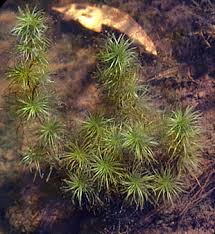 Image result for Najadaceae