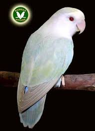  Turquoise Bronze Fallow Small Love Birds Pet Beautiful Birds African Lovebirds