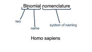 Topic 5 3 Classification Of Biodiversity Amazing World Of