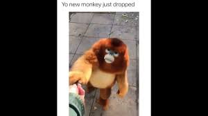 Check spelling or type a new query. Yo New Monkey Just Dropped Monke Meme Youtube