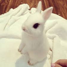 They are not going to develop them over time. Kawaii Cute White Bunny Novocom Top