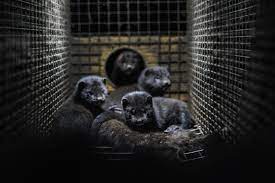 20:57 gmt, apr 22, 2021. A Black Mink Event Covid 20 Erste Asset Management