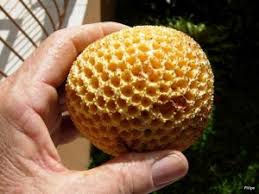 Image result for Sarcocephalus