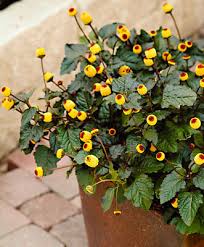 Image result for Spilanthes costata