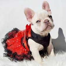 Looking for a puppy or dog in indiana? Outstanding Adorable French Bull Dog Puppies For Sale Home Facebook