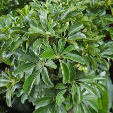 Image result for Schefflera