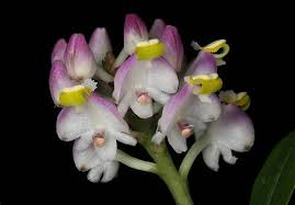 Image result for Polystachya johnstonii