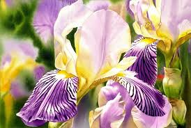 In this video i show you how to paint an iris flower in watercolor step by step. Amethyst Iris Tutorial Preview Learn How To Paint An Iris In Watercolor
