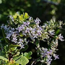 Image result for Cyphia