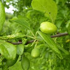 The damson or damson plum (prunus domestica subsp. Damson Shropshire Prune Cooking Damson Tree Fruit Tree 4 5ft