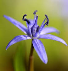 Unkraut, das schon samen trägt, nicht auf den kompost geben. Zweiblattriger Blaustern Scilla Bifolia Ebay
