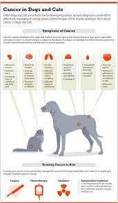 Canine lung cancer can be primary or metastatic. Pin By Tatiana Montoya Henao On Future Veterinary Practice In 2020 Dog Cancer Canine Cancer Dogs