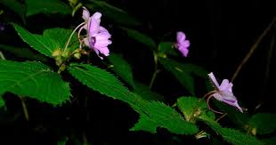 Image result for Impatiens sylvicola