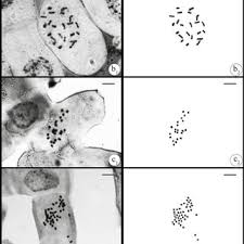 Image result for Vincetoxicum stenolobum