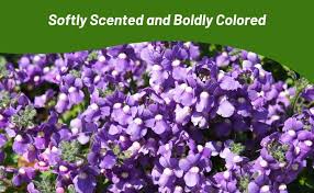 Image result for Nemesia zimbabwensis