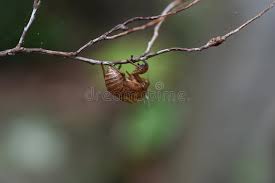 Billions of cicadas have emerged this spring in the eastern us and entomologists are loving it. Cicada Muschel Stockfoto Bild Von Kopf Anhaften Erwachsene 158507488