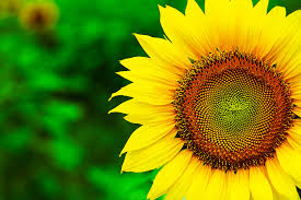 Check spelling or type a new query. 480 Sunflower Hd Wallpapers Background Images