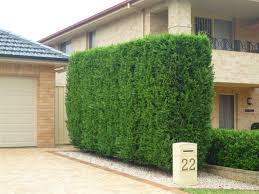 4.4 stars, based on 2985 reviews. Heckenpflanzen Auswahlen Und Eine Schone Hecke Gestalten