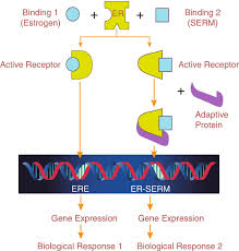 Image result for Selective Estrogen Receptor Modulator