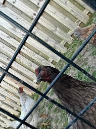 My husband and I are making plans to own chickens. We plan to rent about an  1/8 to a 1/4 acre from someone nearby hopefully to put chickens on. We have  started