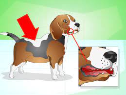 Check spelling or type a new query. How To Get Your Dog To Eat The Dog Food It Does Not Like 14 Steps