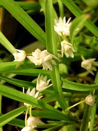 Image result for Polystachya kermesina