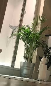 Image result for Dypsis