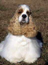 In time, some breeders started favoring a smaller type of cocker spaniel with a slightly different conformation than the original english cocker. Cocker Spaniel Dog Breed Information