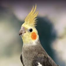 Cockatiel Tail Feather Hanging Down Strange What I Should Do? : R/Cockatiel
