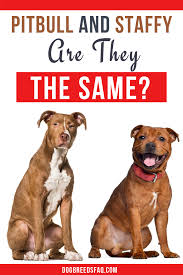Are Pit Bulls And Staffies The Same Dog Breeds Faq Pitbulls Black And Tan Terrier Staffy Dog