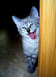 Image result for lolcats