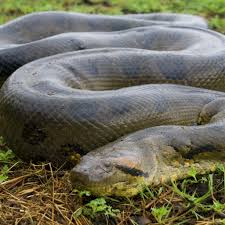 Green Anaconda National Geographic