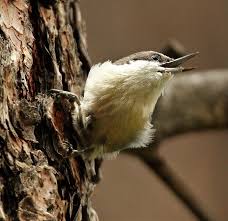 Image result for Pavetta pygmaea