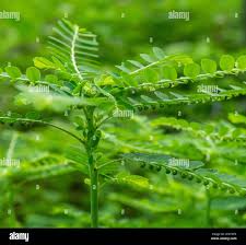 Image result for Phyllanthus ovalifolius