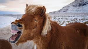 We love funny jokes for kids! The Benefits Of Laughing In The Office