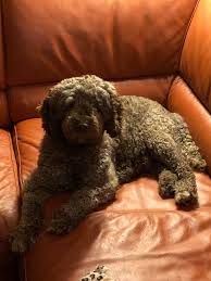 Spanish water dog puppies for sale founded in 1884, the akc is the recognized and trusted expert in breed, health and training information for dogs. Puppies For Sale Big Blue River Spanish Water Dogs