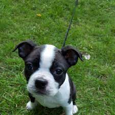 Adopt imago a white pug / boston terrier / mixed dog in pequot lakes, mn (31388323) spayed/neutered Boston Terrier Puppy Dog For Sale In Isanti Minnesota