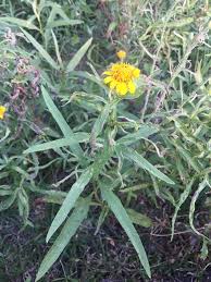 Image result for Pascalia glauca