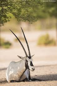 All credit/debit cards details and personally identifiable information will not be sold, shared, rented or leased to any third parties. Arabian Oryx Oryx Leucoryx Cute Small Animals Animals Beautiful Arabian Oryx