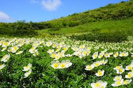 今日の誕生花「チングルマ」夏山の可愛い白い高山植物の花！ - 誕生花写真365カレンダー！2001年日本初登場！