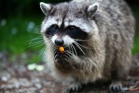 How to stop raccoons from eating my garden. Controlling Raccoons In The Garden Gardener S Supply